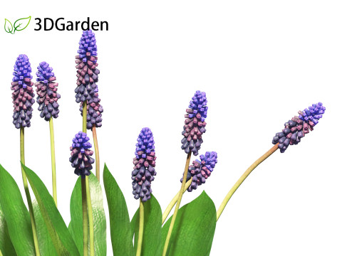 Muscari latifolium - Grape Hyacinth 3D Model