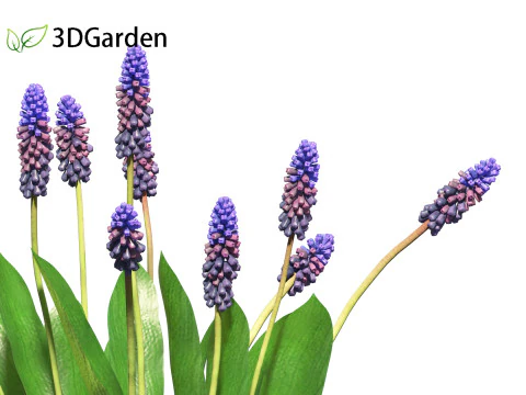 Muscari latifolium - Grape Hyacinth 3D Model