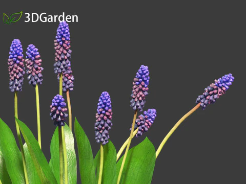 Muscari latifolium - Grape Hyacinth 3D Model
