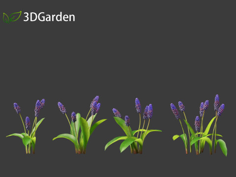 Muscari latifolium - Grape Hyacinth 3D Model