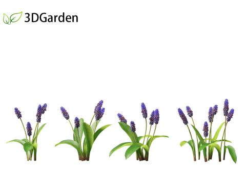 Muscari latifolium - Grape Hyacinth 3D Model