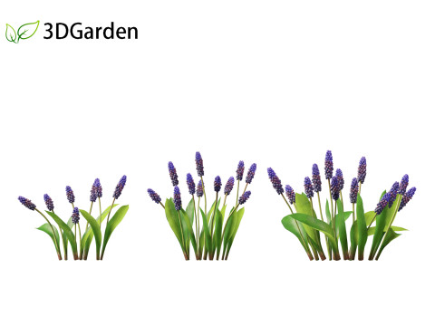 Muscari latifolium - Grape Hyacinth 3D Model