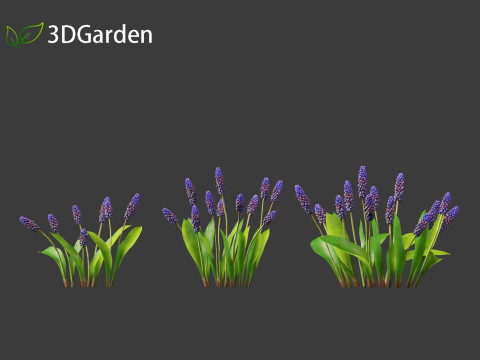 Muscari latifolium - Grape Hyacinth 3D Model