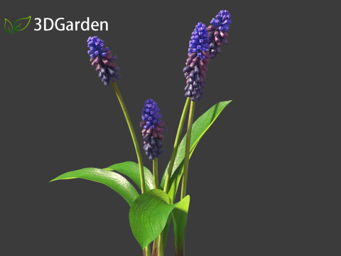 Muscari latifolium - Grape Hyacinth 3D Model