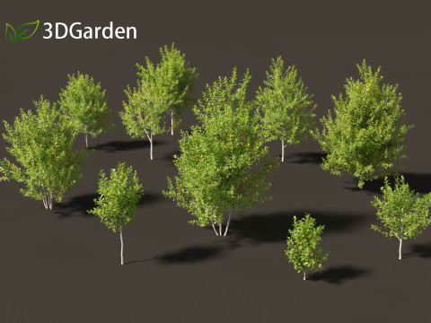 Prunus virginiana - Chokecherry 01 3D Model
