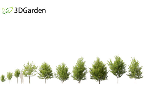 Prunus virginiana - Chokecherry 01 3D-Modell