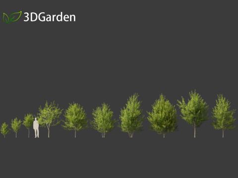 Prunus virginiana - Chokecherry 01 3D-Modell