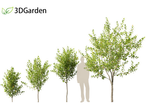 Prunus virginiana - Chokecherry 01 3D-Modell