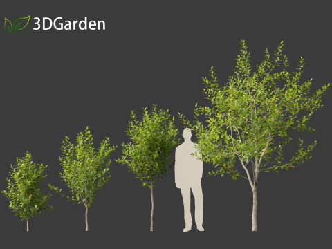 Prunus virginiana - Chokecherry 01 3D-Modell