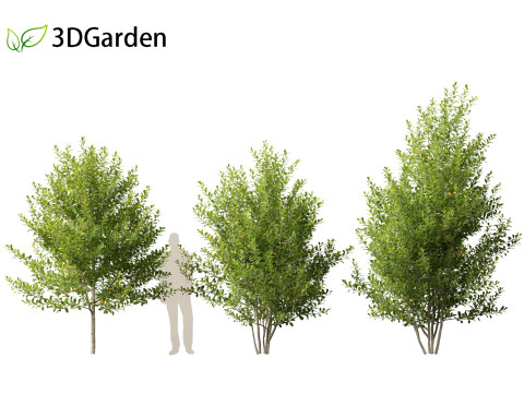 Prunus virginiana - Chokecherry 01 3D-Modell