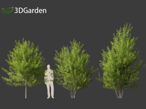 Prunus virginiana - Chokecherry 01 3D-Modell