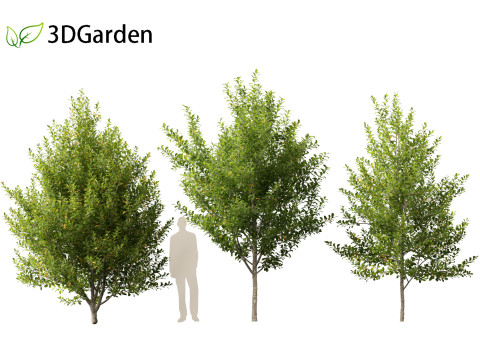 Prunus virginiana - Chokecherry 01 3D-Modell