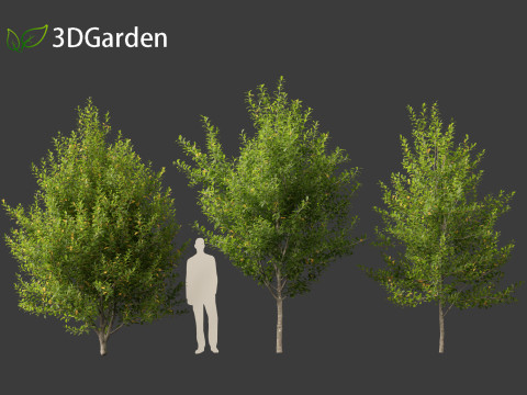 Prunus virginiana - Chokecherry 01 3D-Modell