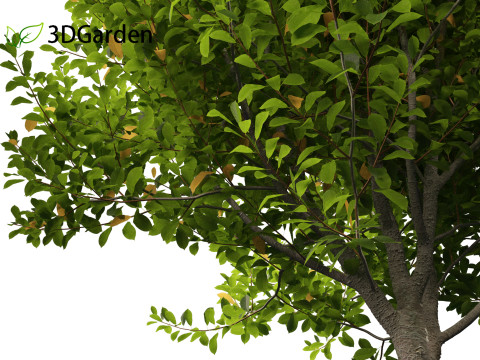 Prunus virginiana - Chokecherry 01 3D-Modell