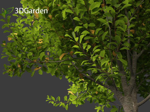 Prunus virginiana - Chokecherry 01 3D-Modell