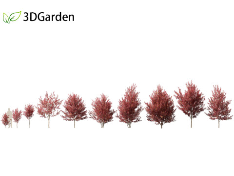 Prunus virginiana - Chokecherry 02 3D Model