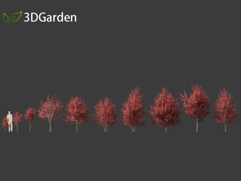 Prunus virginiana - Chokecherry 02 3D Модель