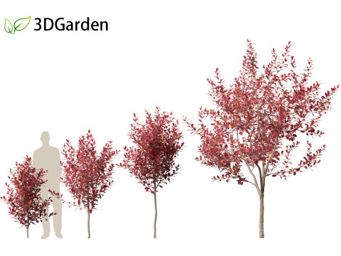 Prunus virginiana - Chokecherry 02 3D Модель