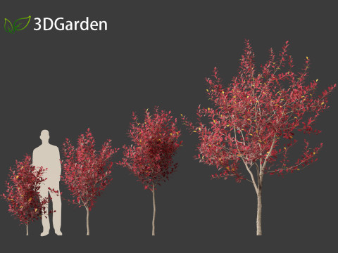 Prunus virginiana - Chokecherry 02 3D Модель
