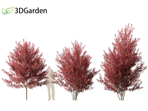 Prunus virginiana - Chokecherry 02 3D Модель