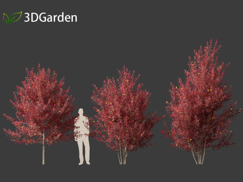 Prunus virginiana - Chokecherry 02 3D Модель
