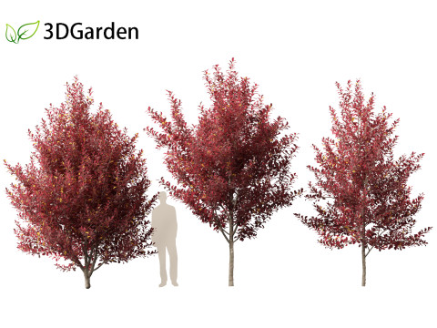 Prunus virginiana - Chokecherry 02 3D Модель