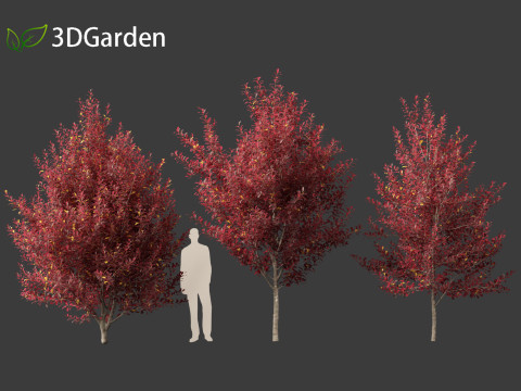 Prunus virginiana - Chokecherry 02 3D Модель