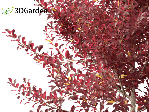Prunus virginiana - Chokecherry 02 3D Модель