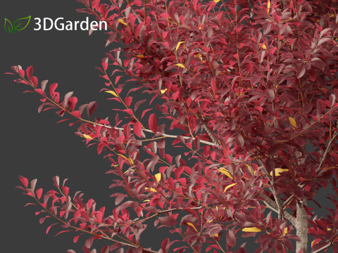 Prunus virginiana - Chokecherry 02 3D Модель