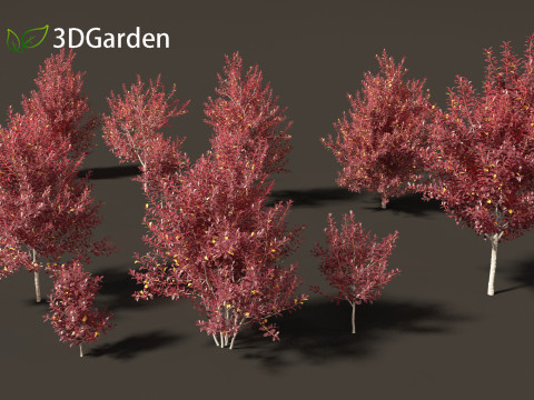 Prunus virginiana - Chokecherry 02 3D Модель