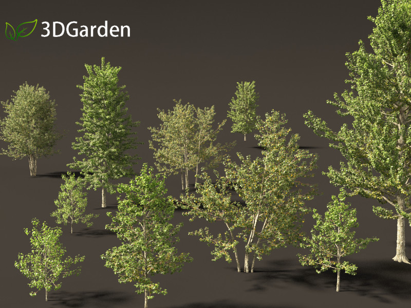 Populus balsamifera - Balsam poplar 01 3D Model .c4d .max .obj .3ds .fbx .stl .blend 