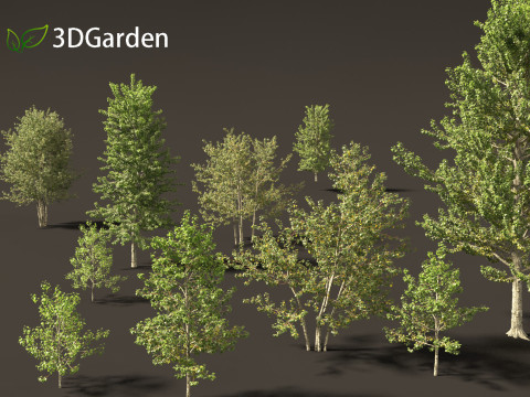 Populus balsamifera - Balsam poplar 01 3Dモデル