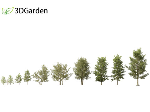 Populus balsamifera - Balsam poplar 01 3D Model