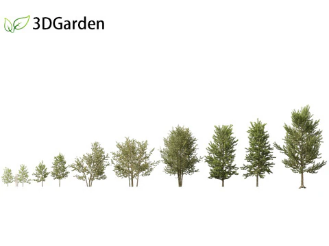 Populus balsamifera - Balsam poplar 01 3D Model