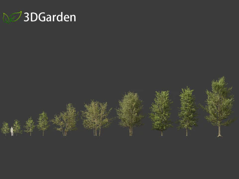 Populus balsamifera - Balsam poplar 01 3D Model