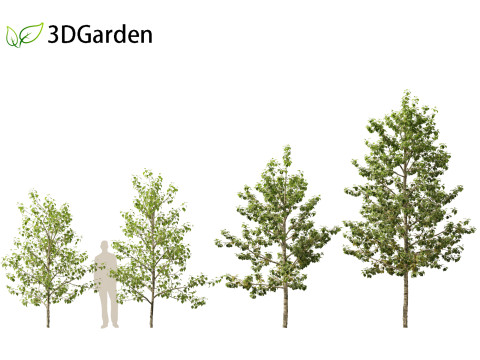 Populus balsamifera - Balsam poplar 01 3D Model