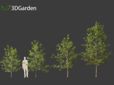 Populus balsamifera - Balsam poplar 01 3D Model