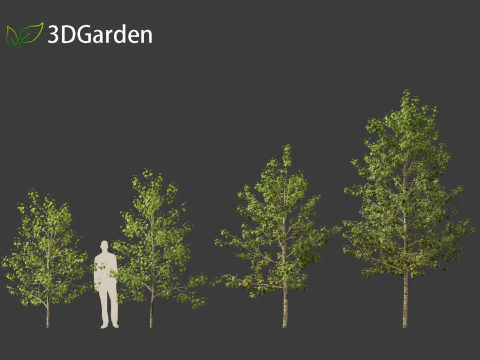 Populus balsamifera - Balsam poplar 01 3D Model