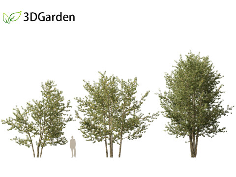 Populus balsamifera - Balsam poplar 01 3D Model