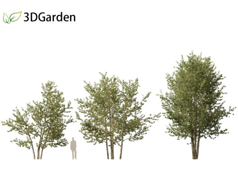 Populus balsamifera - Balsam poplar 01 3D Model