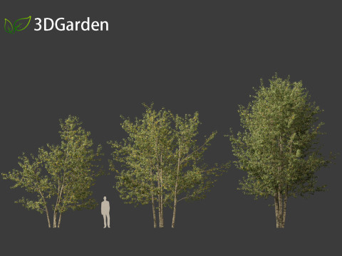 Populus balsamifera - Balsam poplar 01 3D Model
