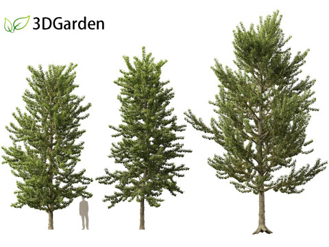 Populus balsamifera - Balsam poplar 01 3D Model