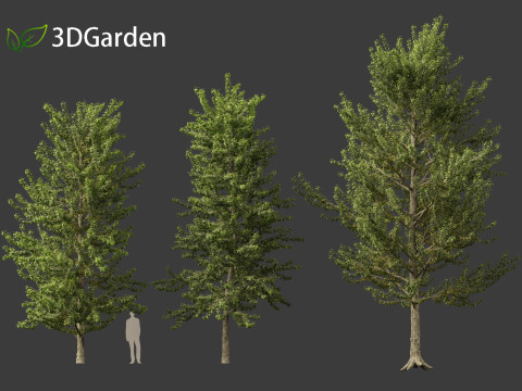 Populus balsamifera - Balsam poplar 01 3D Model