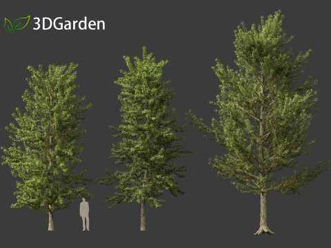 Populus balsamifera - Balsam poplar 01 3D Model