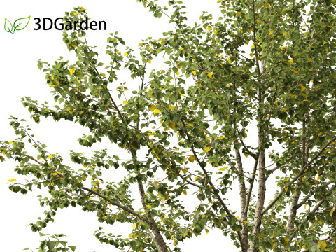 Populus balsamifera - Balsam poplar 01 3D Model
