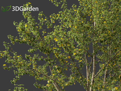 Populus balsamifera - Balsam poplar 01 3D Model