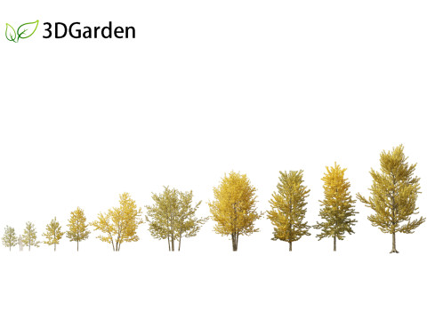 Populus balsamifera - Balsam poplar 02 3Dモデル
