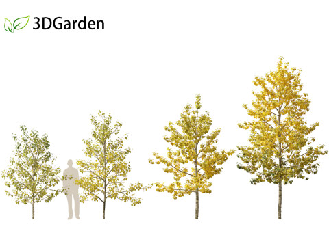 Populus balsamifera - Balsam poplar 02 3D Model