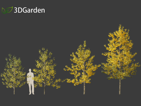 Populus balsamifera - Balsam poplar 02 3D Model