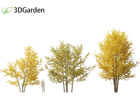 Populus balsamifera - Balsam poplar 02 3D Model